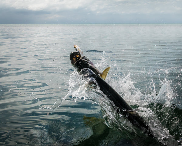 Bow to the King: Fly Fishing for Tarpon